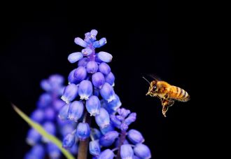 Jacqui Gibson, Bee and Grape Hyacinth, Whakatāne Camera Club member