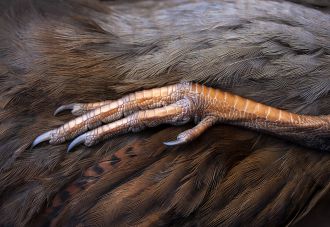 Mandy Hague, Weka