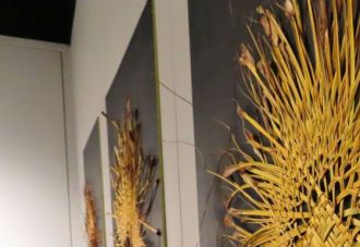 Pā Harakeke