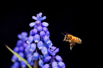 Jacqui Gibson, Bee and Grape Hyacinth, Whakatāne Camera Club member