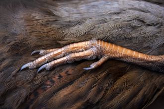 Mandy Hague, Weka